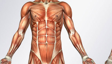 Mišićna masa i zdravlje kostiju