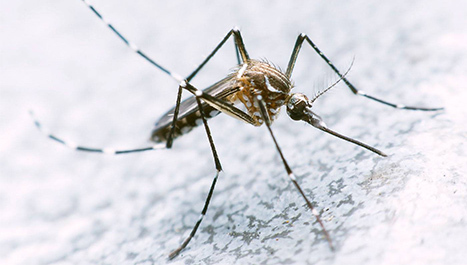 Bakterija u kontroli populacije komaraca