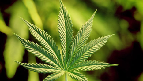 Kanada legalizirala marihuanu