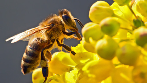 Pčelinji otrov protiv HIV-a
