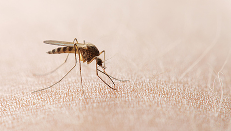 Bolje razumijevanje malarije