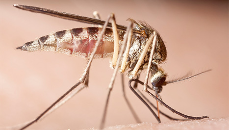 Brzi test za zika virus