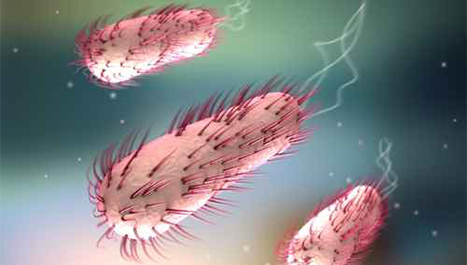 Veza E.coli i raka debelog crijeva