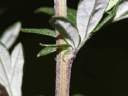 Stabljika i list pelina s naličja
