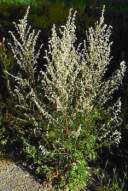 Pelin (Artemisia vulgaris L.)