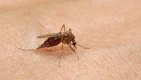 Nestajanje komaraca u nekim dijelovima Afrike