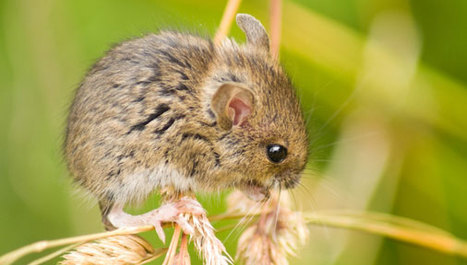 Mišja groznica u Gorskom kotaru