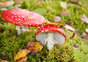 Otrovne gljive – kako izgledaju simptomi trovanja? 