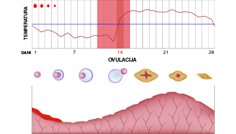 Uredan menstrualni ciklus - folikularna i luteinska faza 