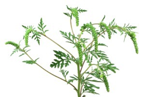 Ambrozija